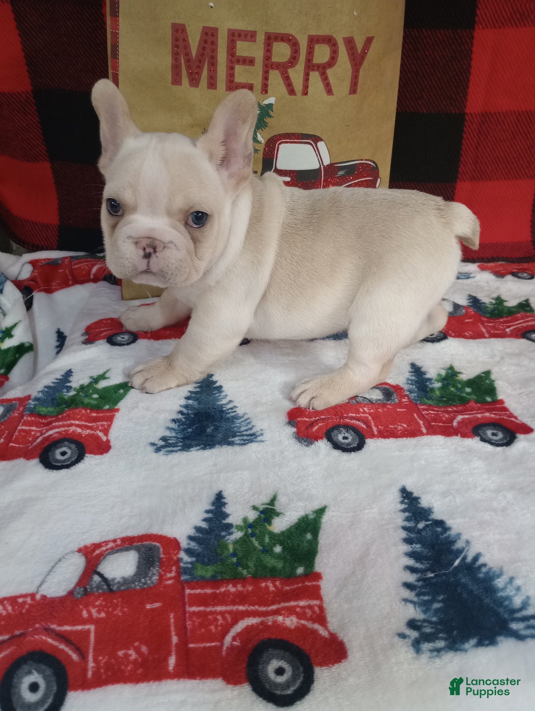 French Bulldog dogs for sale: Justin  - Ad 2