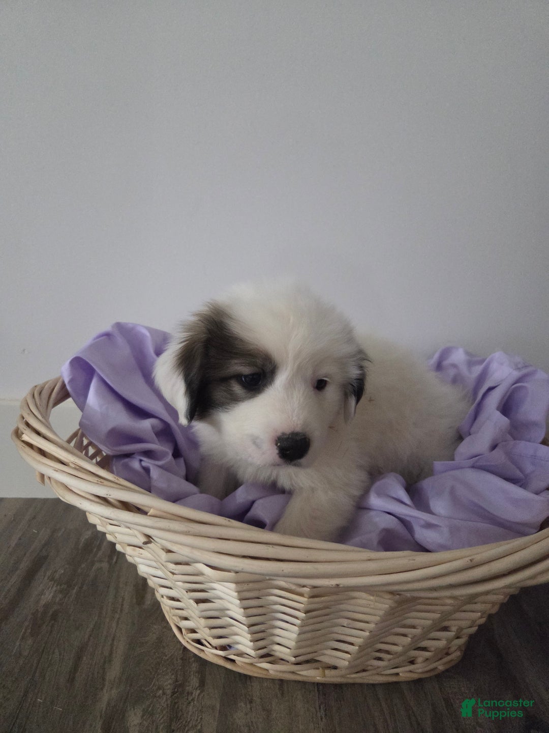 Great Pyrenees dogs for sale: Max - Ad 6