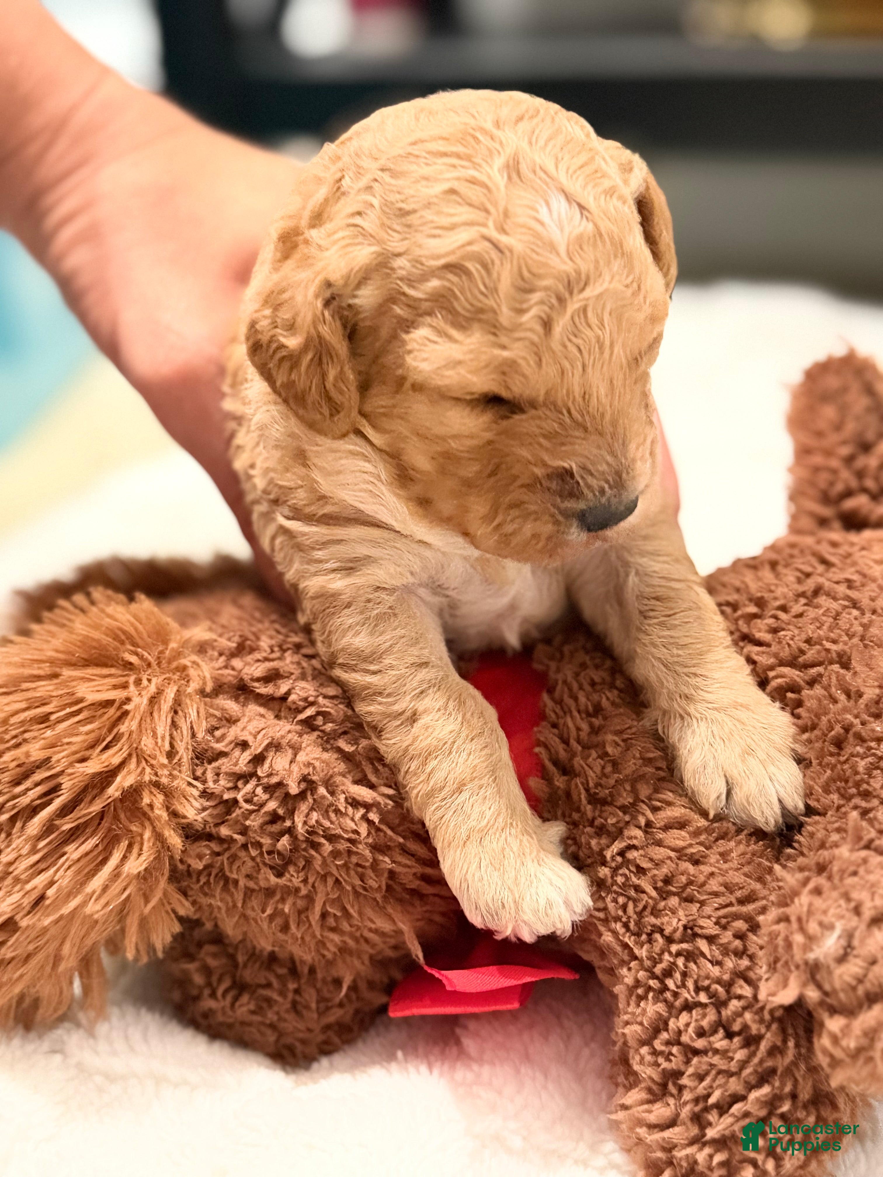 Mini Goldendoodle dogs Mini Goldendoodle Puppy 3 - Ad 14