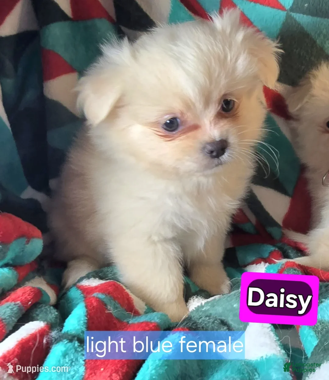 Mixed Breed dogs for sale: Daisie (Pom + Peke) - Ad 1