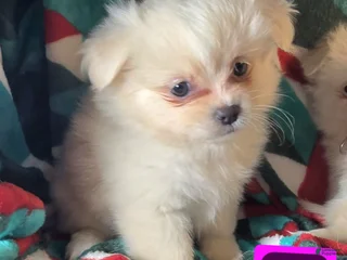 Mixed Breed dogs Daisie (Pom + Peke) - Ad 10