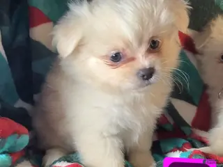 Mixed Breed dogs Daisie (Pom + Peke) - Ad 14