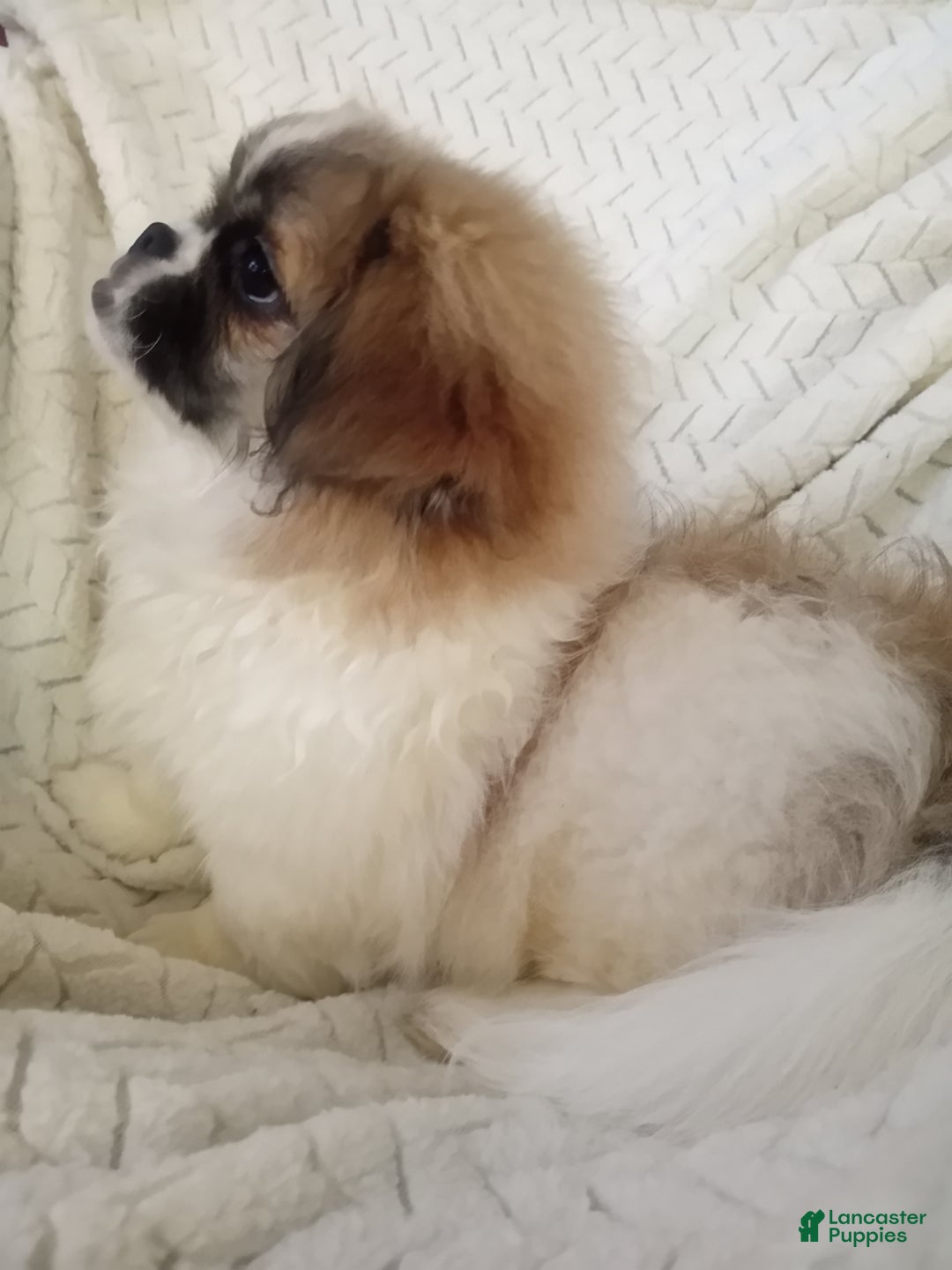 Pekingese dogs for sale: Tao - Ad 3