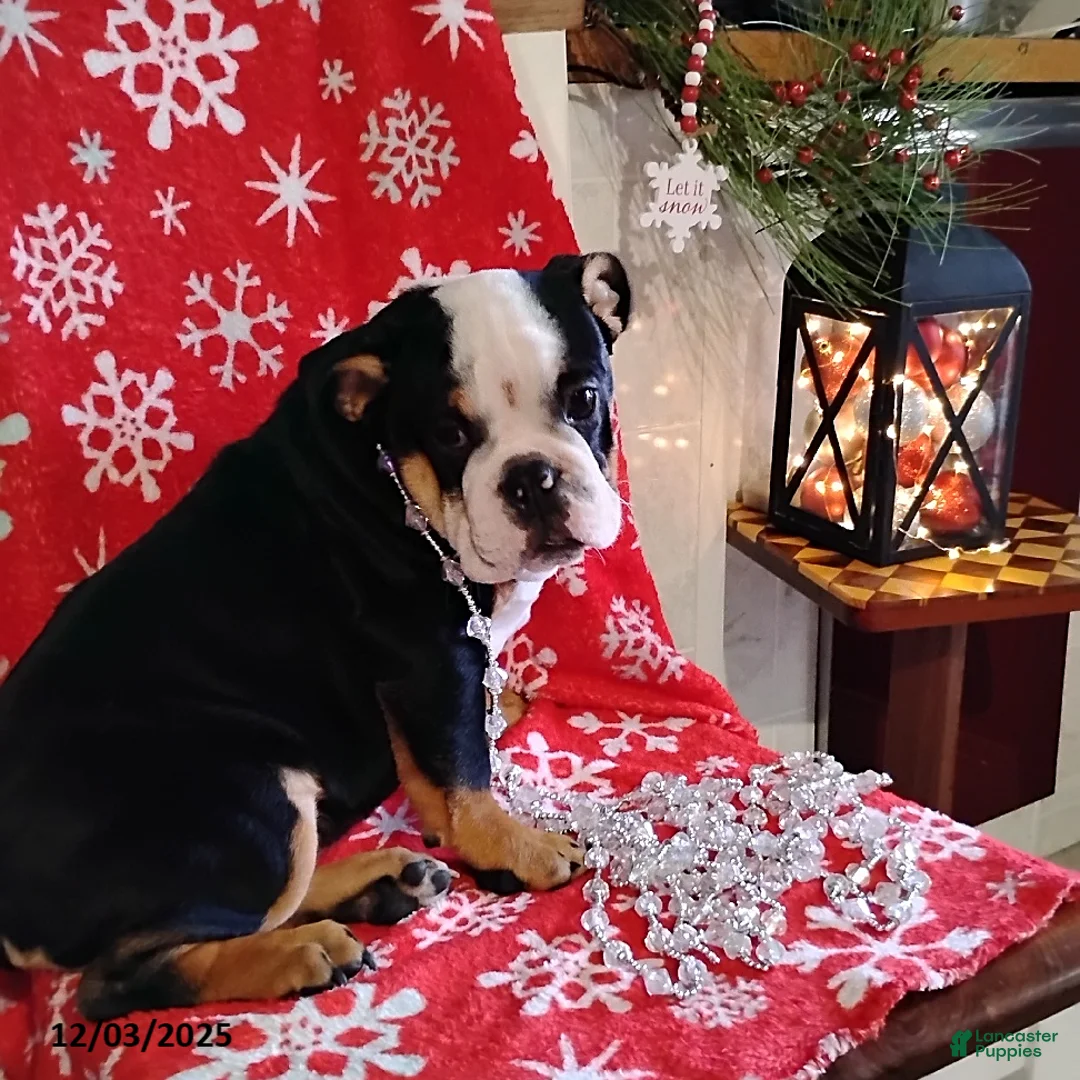 English Bulldog dogs for sale: Reuben - Ad 4