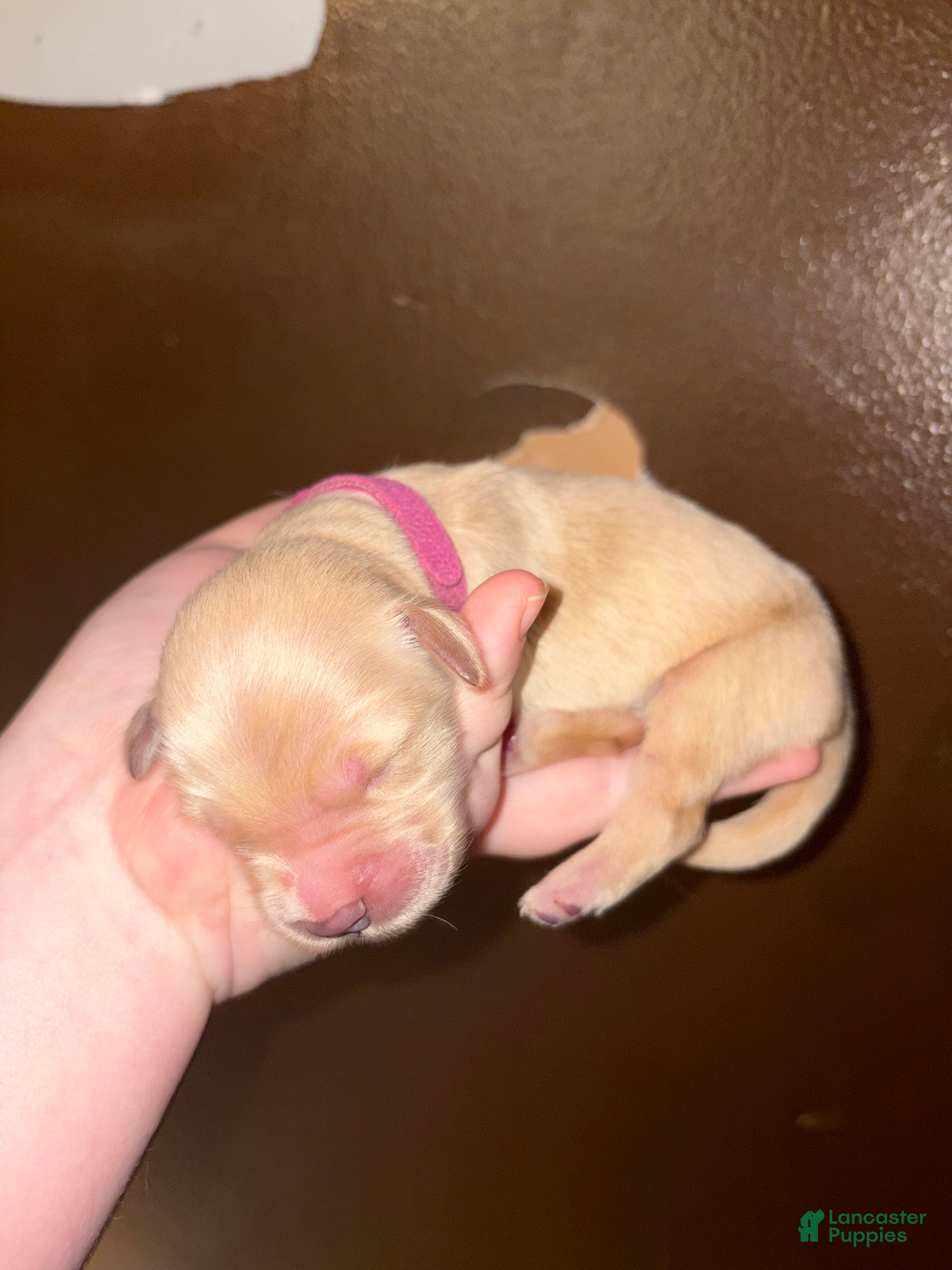 Golden Retriever dogs Muffin - Ad 14