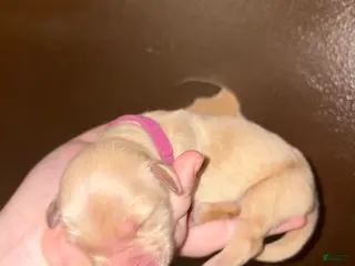 Golden Retriever dogs Muffin - Ad 10