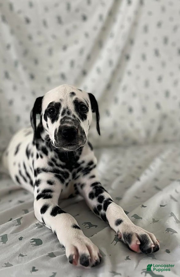 Dalmatian dogs Dixie - Ad 2