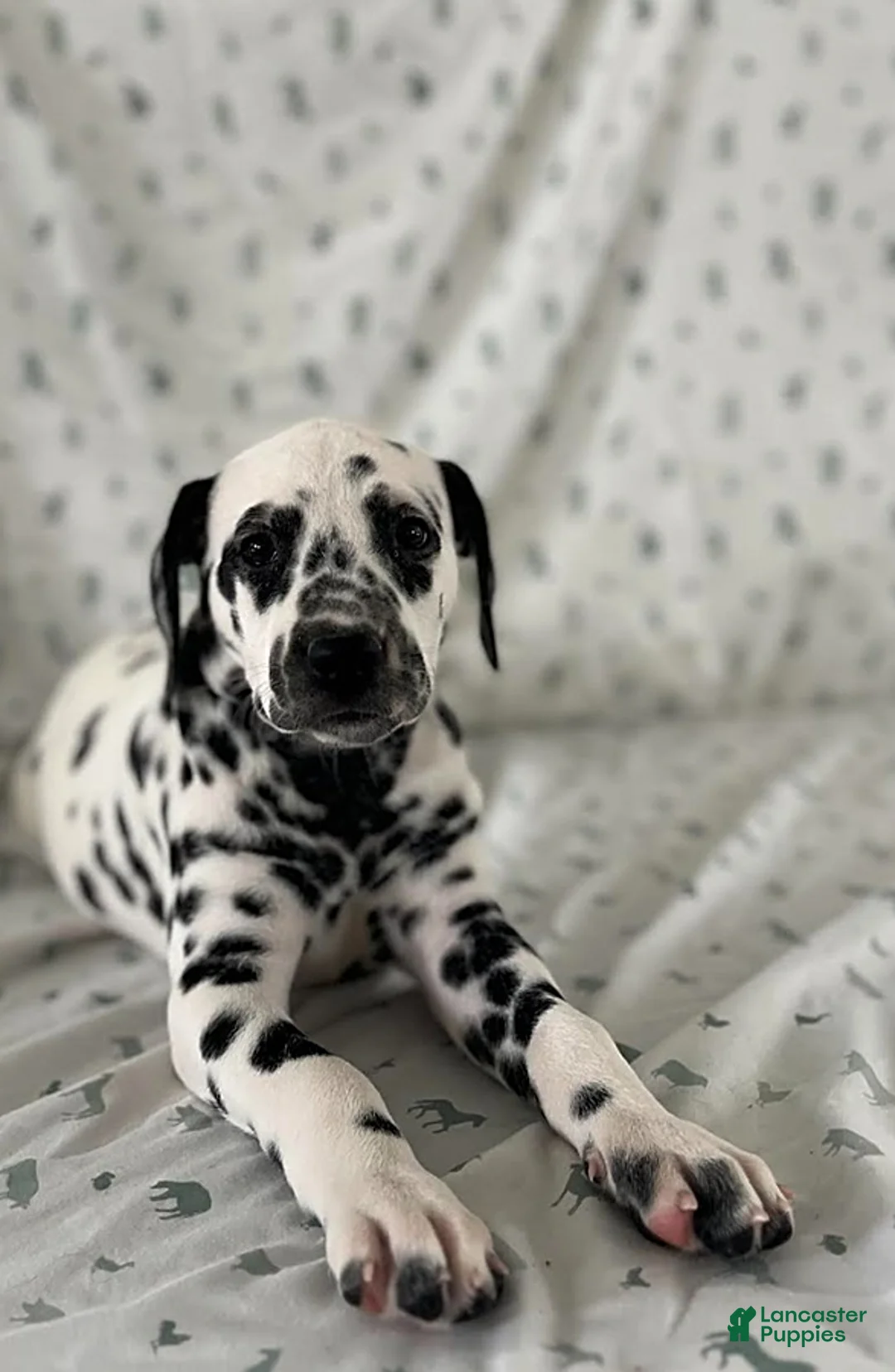 Dalmatian dogs for sale: Dixie - Ad 2