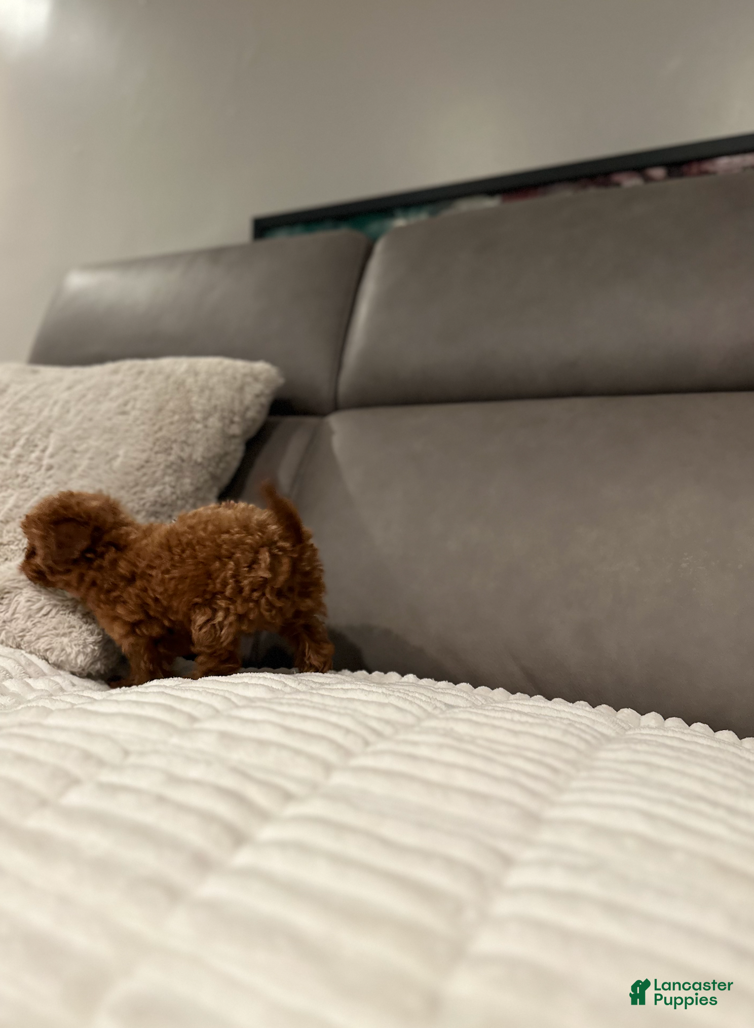 Toy Poodle dogs Tiny Thomas-AKC GENETICALLY TESTED & POTTY TRAINED - Ad 2