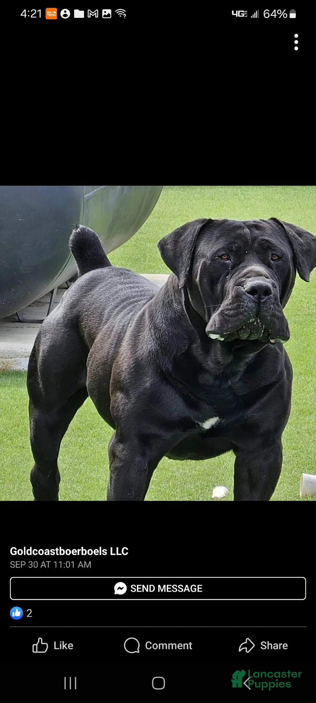 Mixed Breed dogs for sale: Mixed Breed Puppy 2 - Ad 10