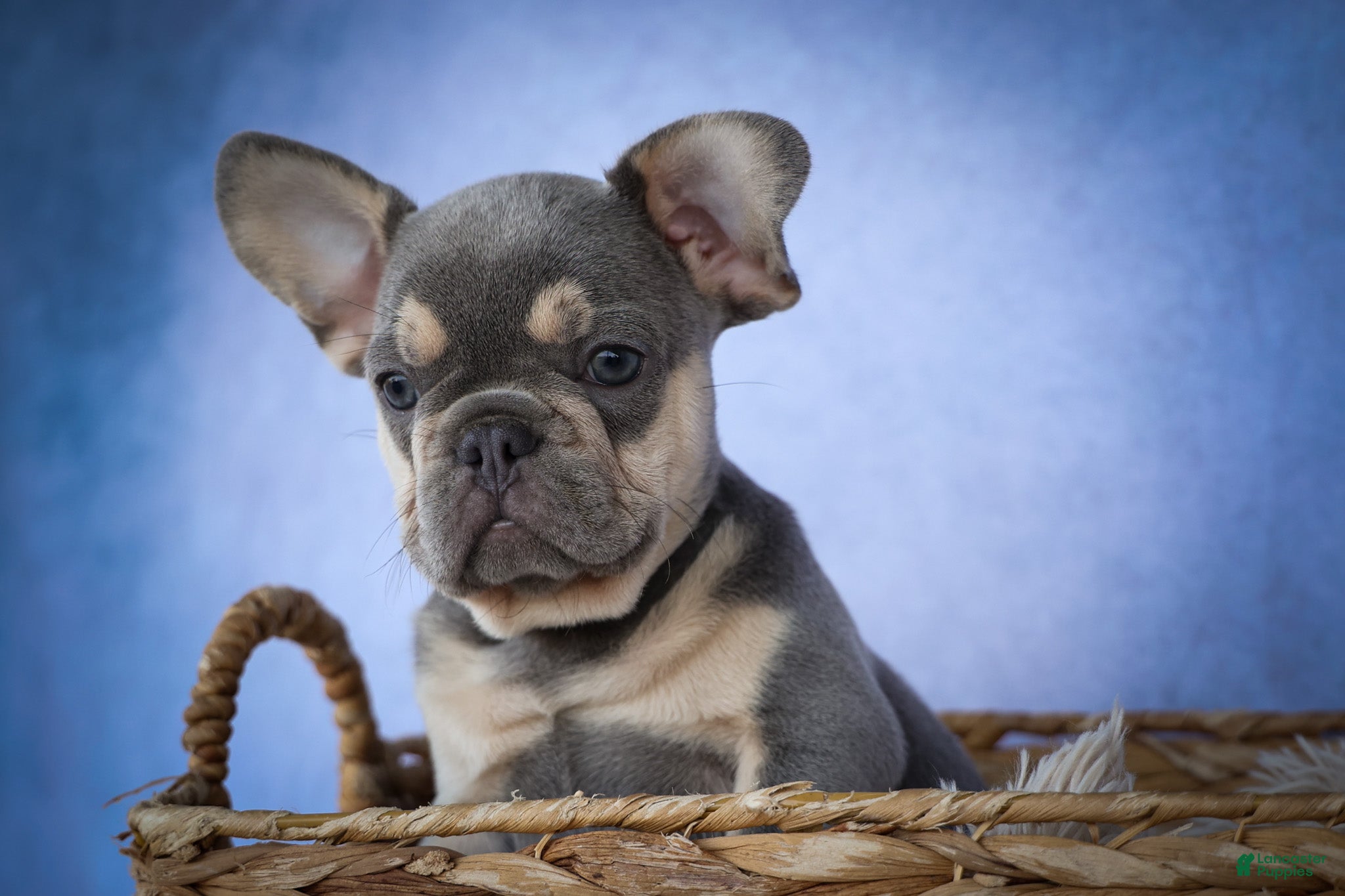 French Bulldog dogs for sale: Kingston — A Happy Little Frenchie with Plenty of Love to Give! 🐾 - Ad 1
