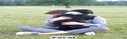 Bernedoodle dogs for sale: Coral - Ad 5