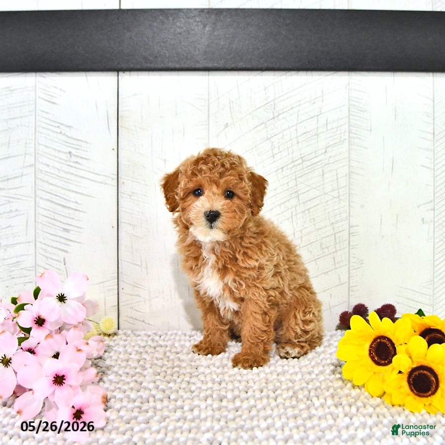 Miniature Poodle dogs Rena - Ad 1