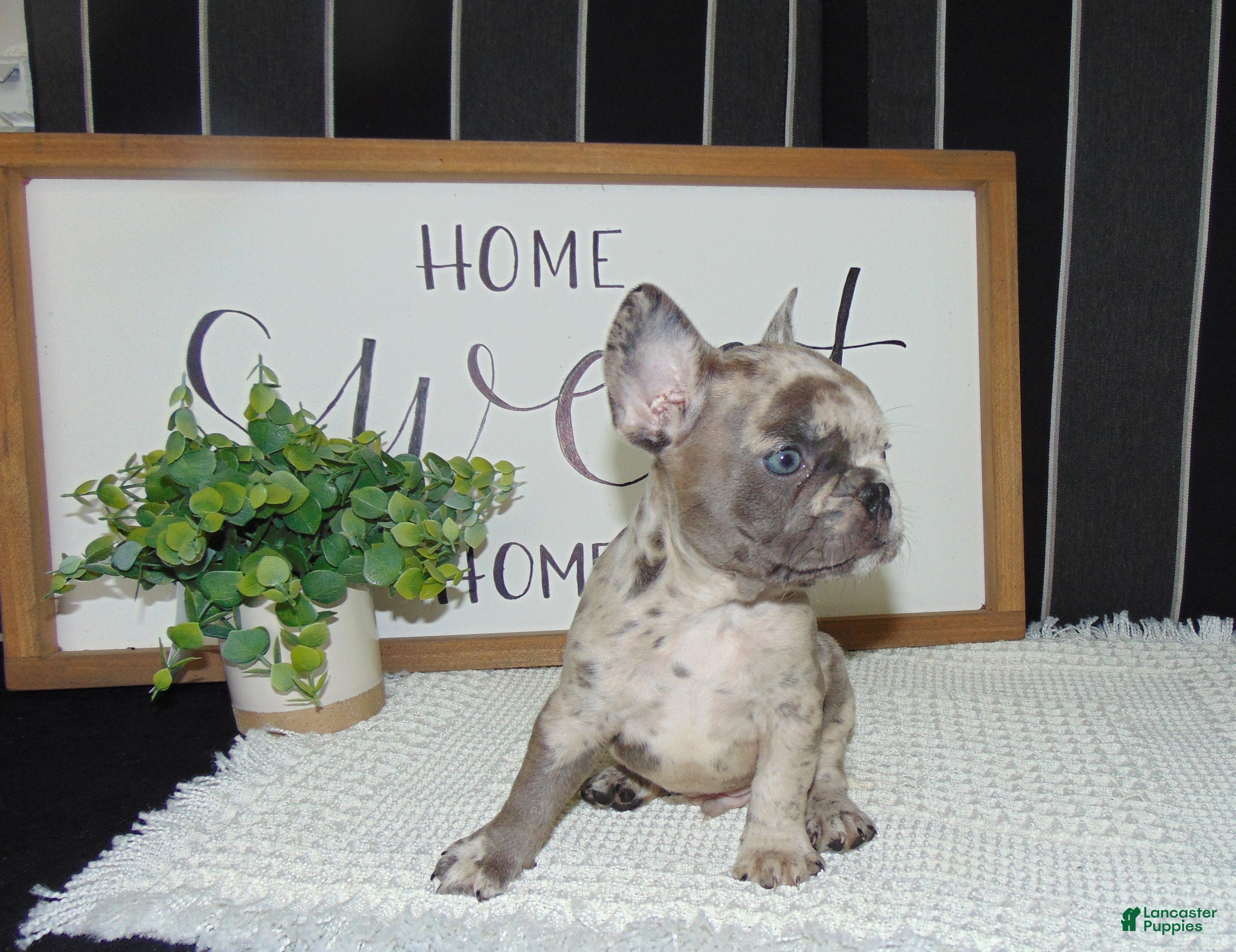 French Bulldog dogs Tyler - Ad 1