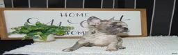 French Bulldog dogs for sale: Tyler - Ad 1