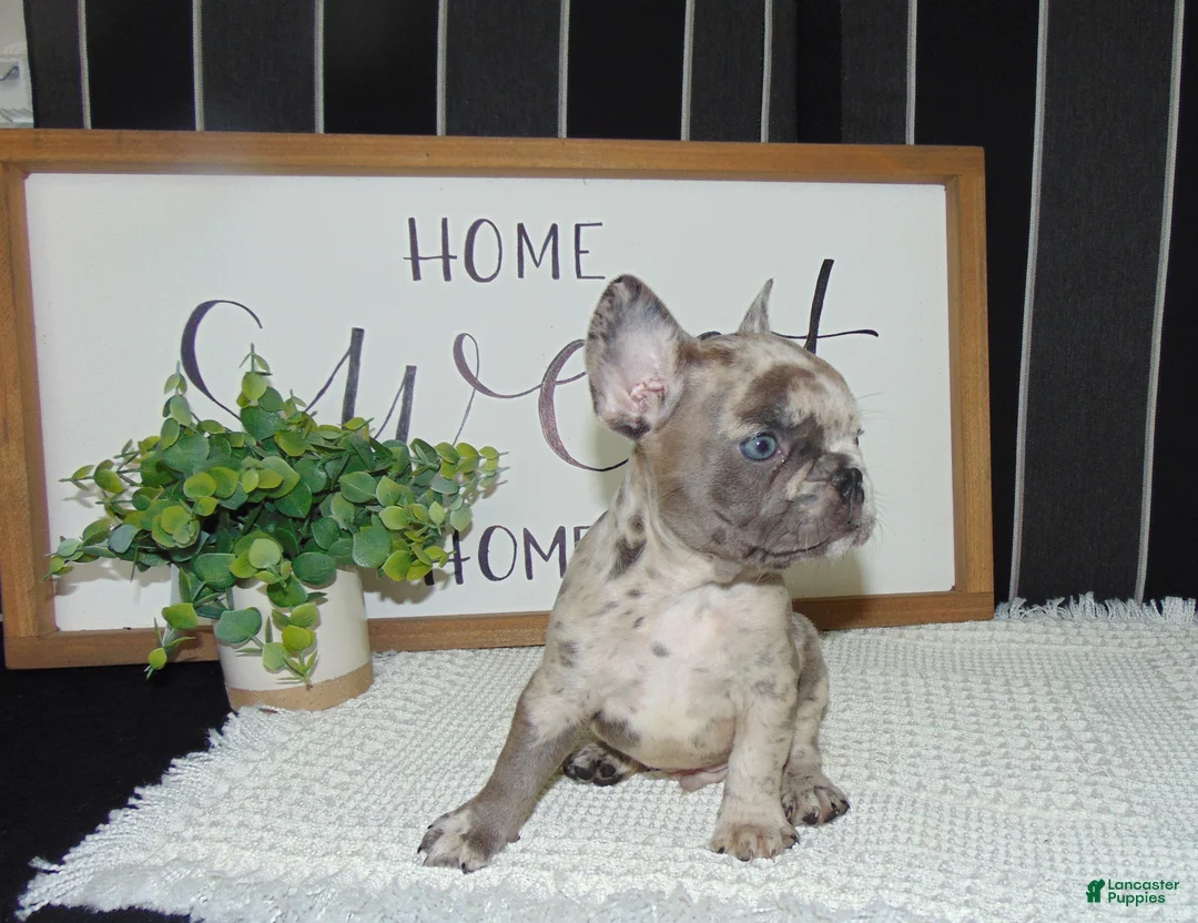 French Bulldog dogs for sale: Tyler - Ad 1