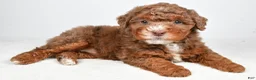 Bernedoodle dogs for sale: Pearl - Ad 4