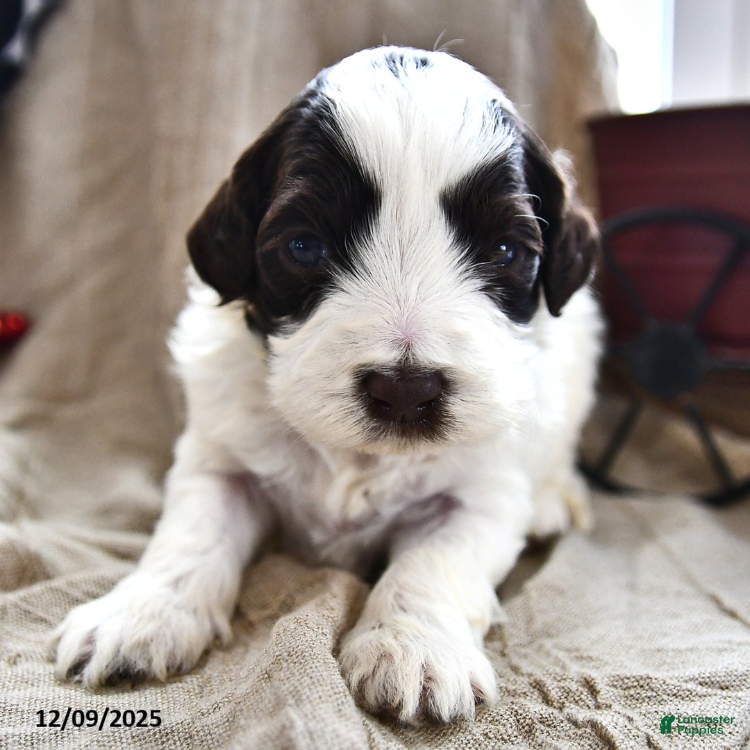 Portuguese Water Dog dogs for sale: Dazzle  - Ad 2