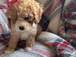 Cavapoo dogs Lily Cavapoo Puppy 3 - Ad 34