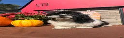 Shih Tzu dogs for sale: Shane Shih Tzu  - Ad 5