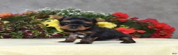 Yorkshire Terrier dogs for sale: Cora | Teacup  - Ad 4
