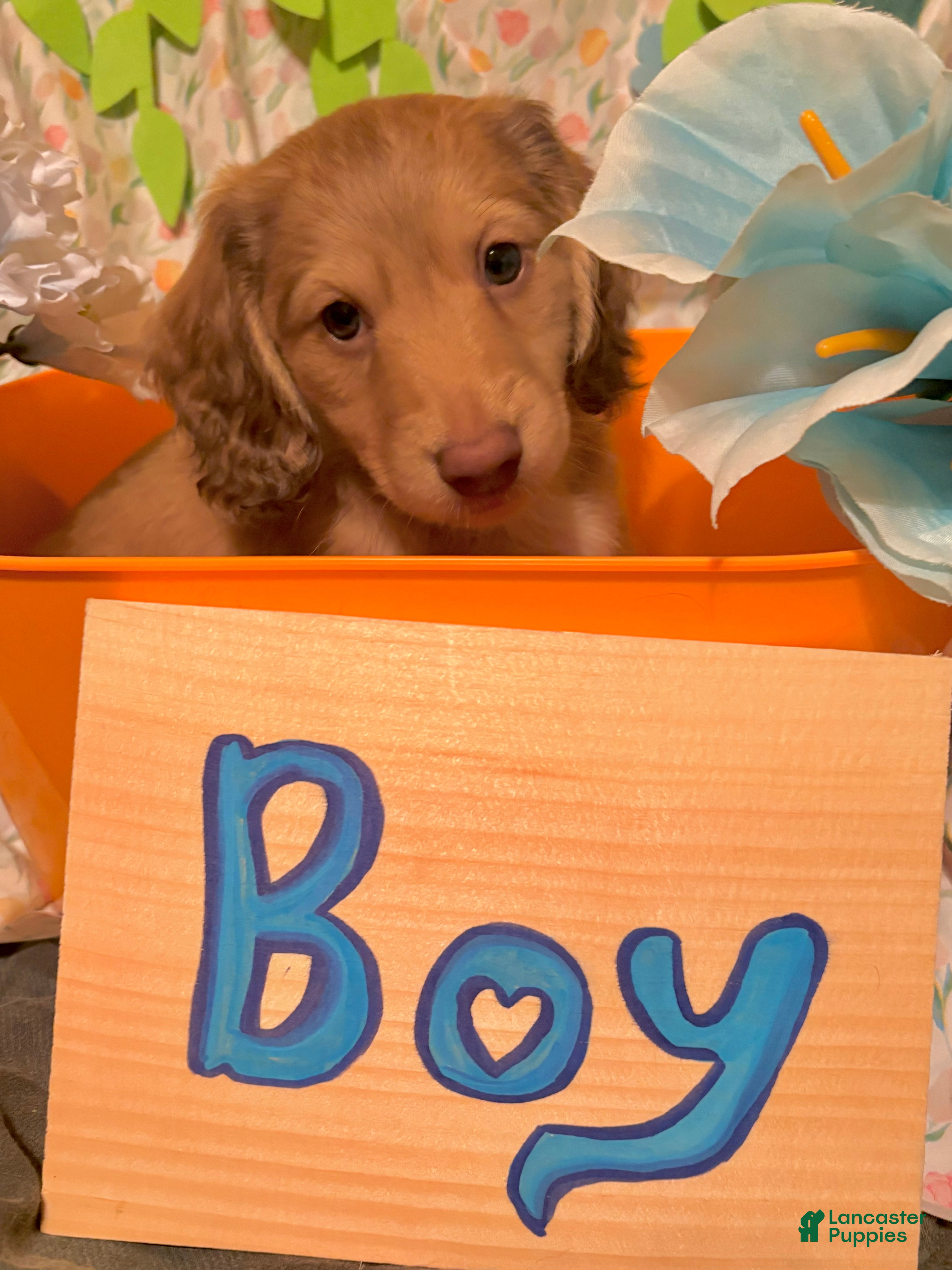 Miniature Dachshund dogs Won - Ad 2