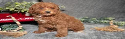 Miniature Poodle dogs for sale: Bowie - Ad 3