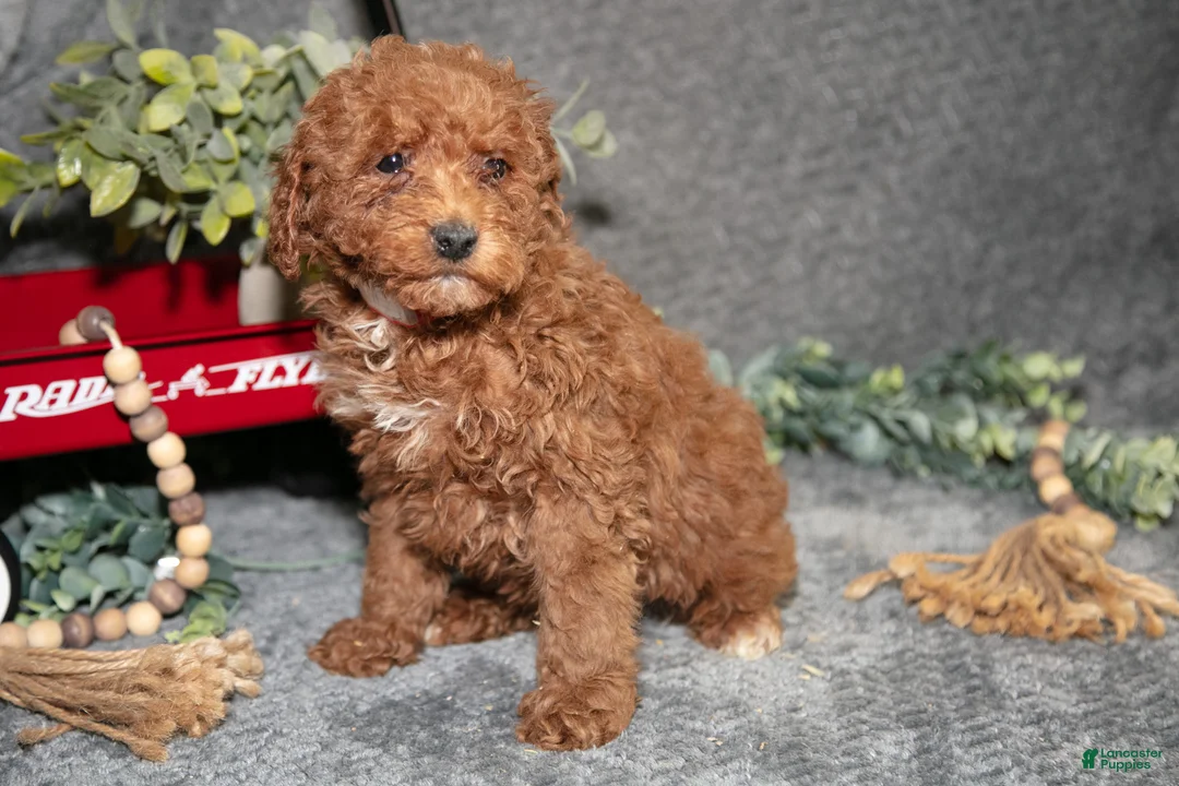 Miniature Poodle dogs for sale: Bowie - Ad 3