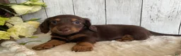 Miniature Dachshund dogs for sale: Connie - Ad 4