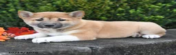 Shiba Inu dogs for sale: Candy - Ad 2