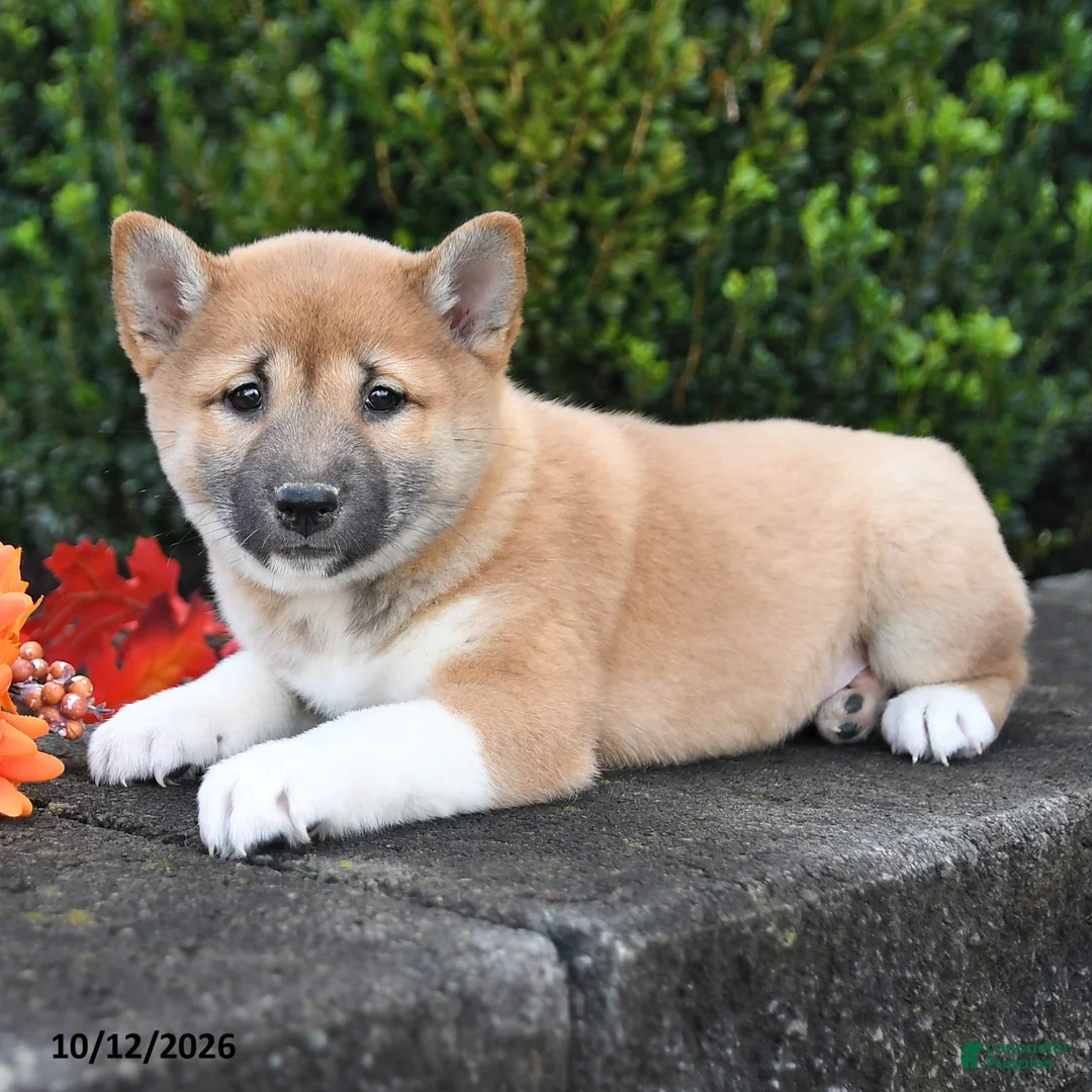 Shiba Inu dogs for sale: Candy - Ad 2