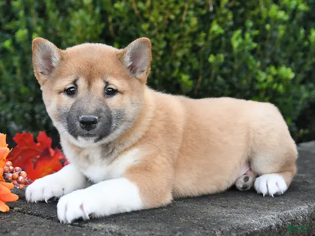 Shiba Inu dogs for sale: Candy - Ad 2