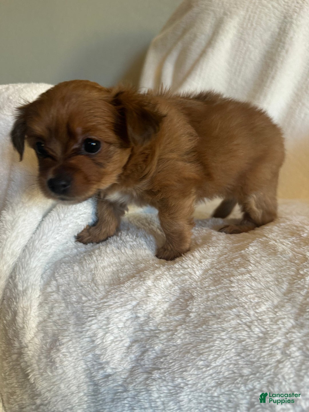 Mixed Breed dogs for sale: Mixed Breed Puppy 4 - Ad 4