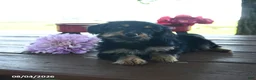 Yorkshire Terrier dogs for sale: Tabitha - Ad 10