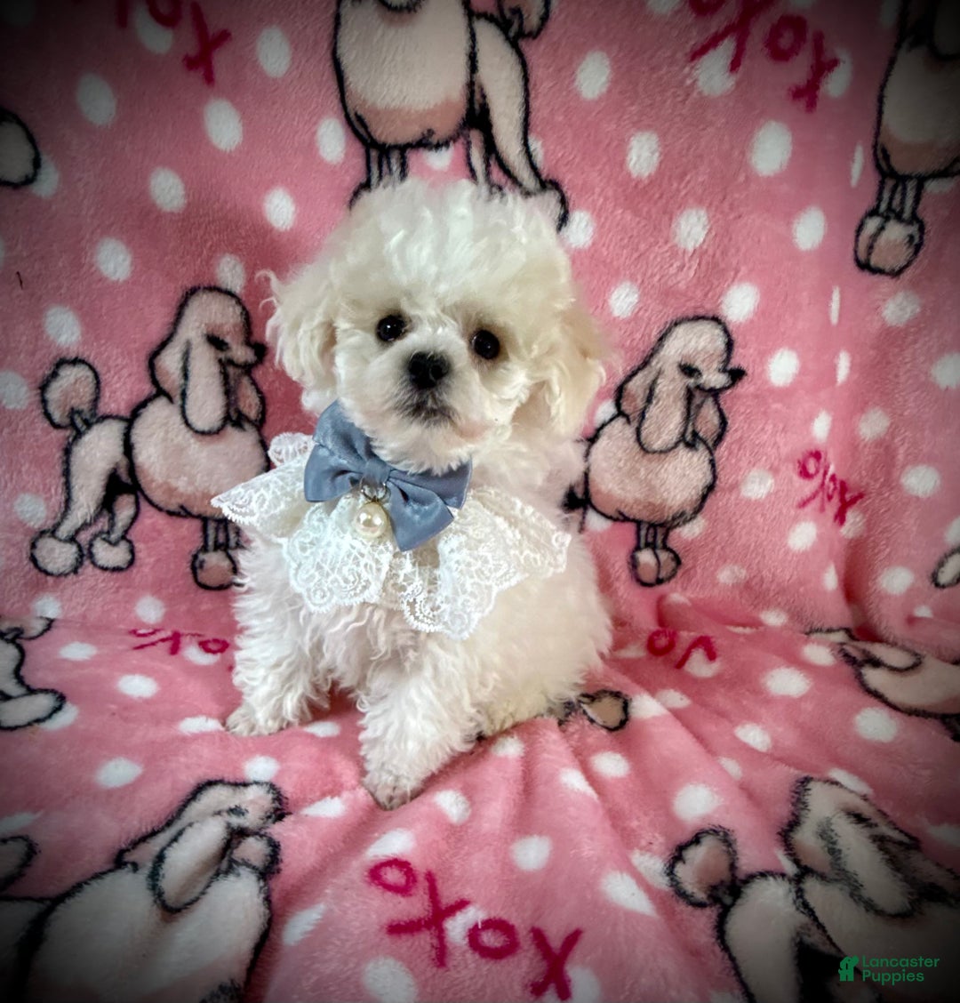 Toy Poodle dogs for sale: Lil Alaska - Ad 4