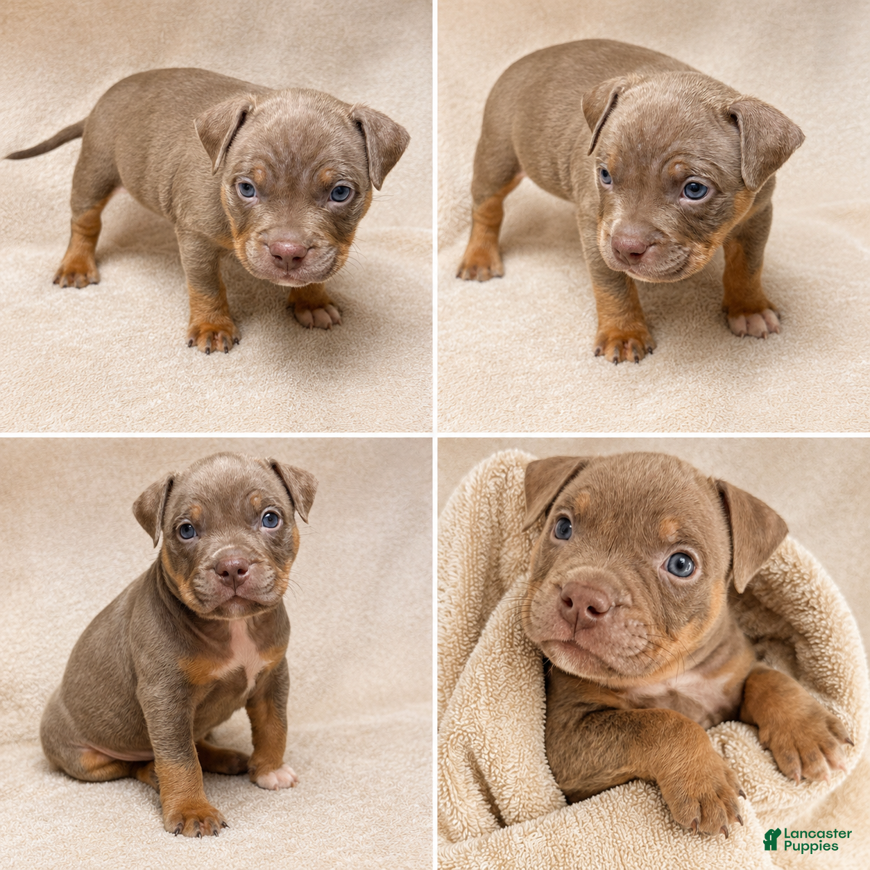 American Bully dogs American Bully Puppy 5 - Ad 42