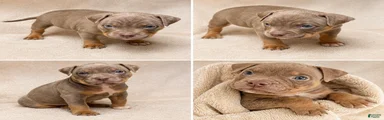 American Bully Puppy 5