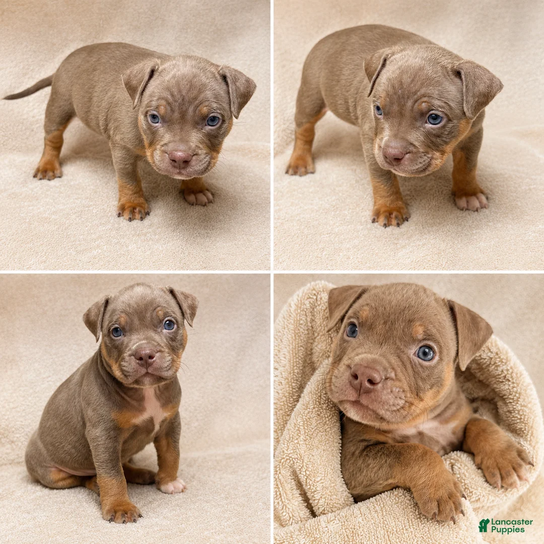 American Bully dogs for sale: American Bully Puppy 5 - Ad 1