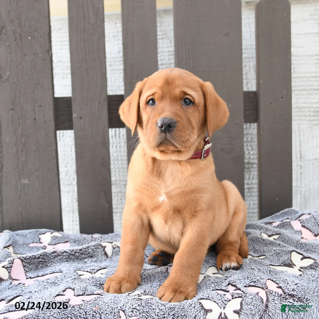 Labrador Retriever dogs for sale: Sara  - Ad 2