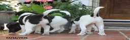 Toy Fox Terrier dogs for sale: Mindi - Ad 9