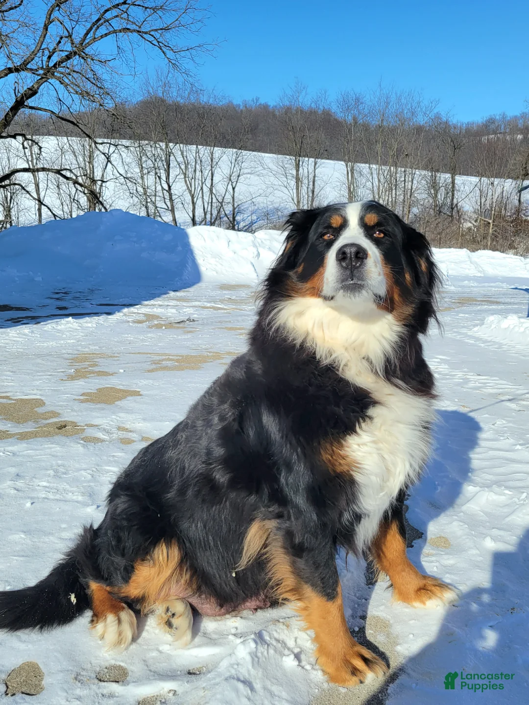 Mini Bernedoodle dogs for sale: Mini Bernedoodle Puppy 3 - Ad 6