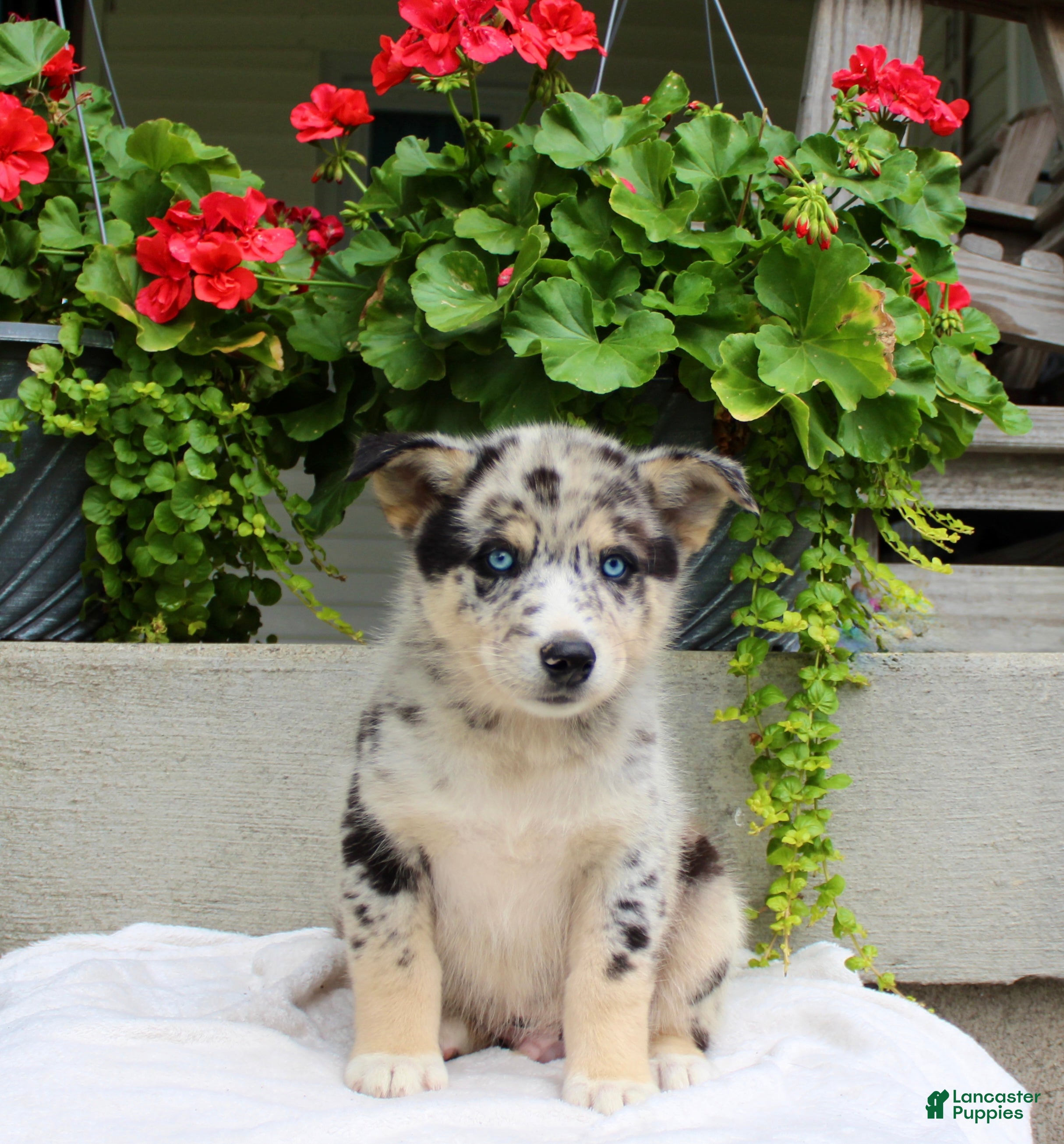 Mixed Breed dogs Lucky - Ad 1