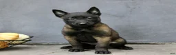 Belgian Malinois dogs for sale: Ruby  - Ad 3