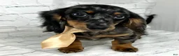 Miniature Dachshund dogs for sale: Luke - Ad 1