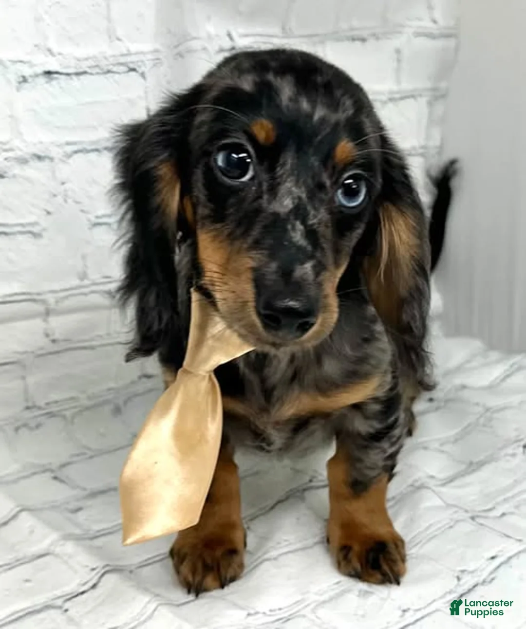 Miniature Dachshund dogs for sale: Luke - Ad 1