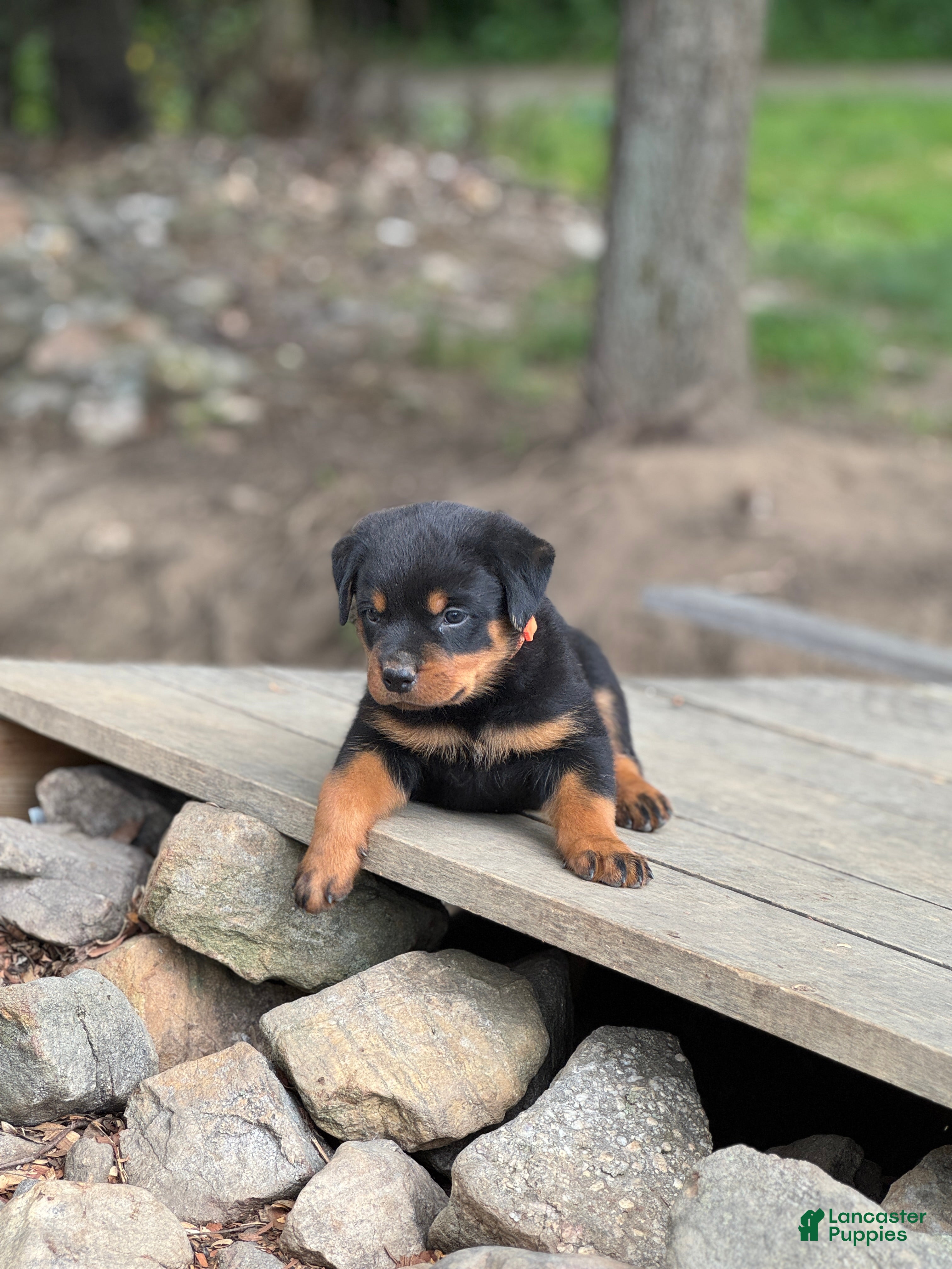 Rottweiler dogs Ezra  - Ad 2