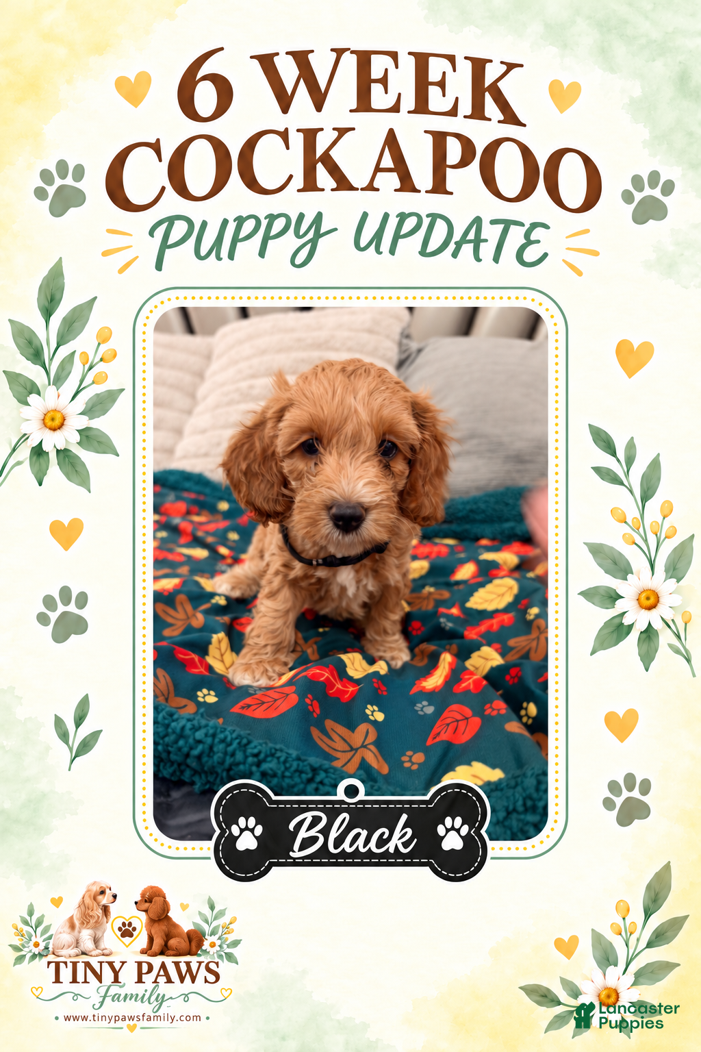 Cockapoo dogs for sale: Black Collar - Ad 7