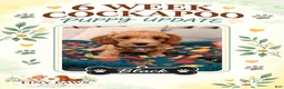Cockapoo dogs for sale: Black Collar - Ad 1