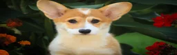 Welsh Corgi Pembroke dogs for sale: Mila Welsh Corgi Pembroke  - Ad 3