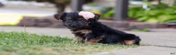 Yorkiepoo dogs for sale: Paisley - Ad 3